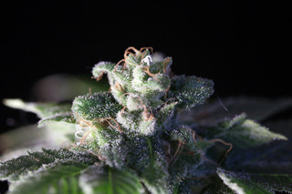 Marijuana